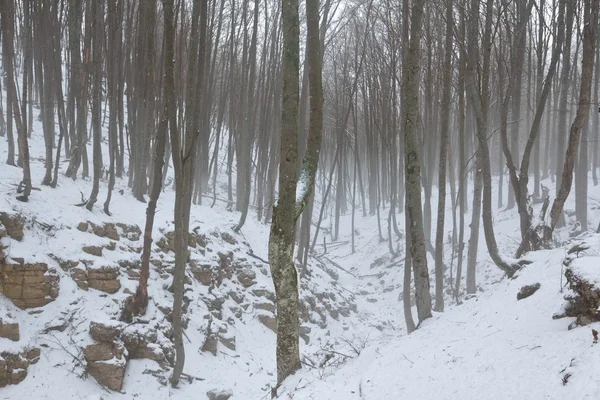 Zimní mlhavý les — Stock fotografie
