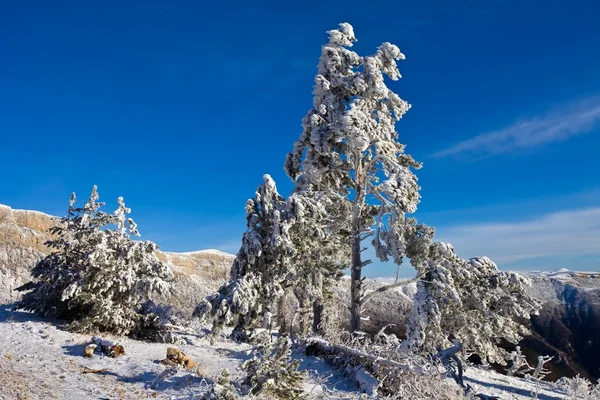Invierno bosque de pino —  Fotos de Stock