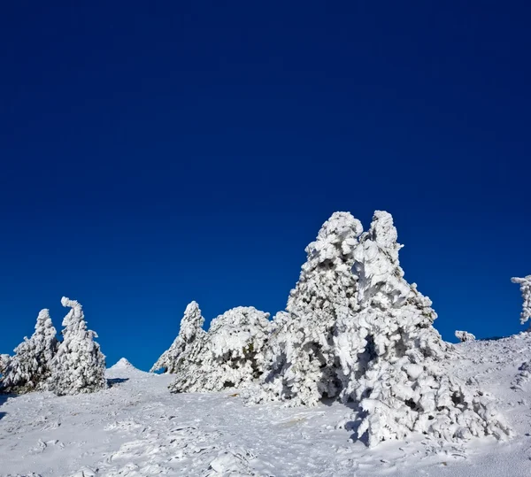 Foresta ghiacciata da un giorno luminoso — Foto Stock