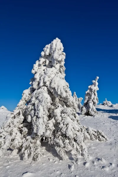 Зимний сосновый лес и голубое небо — стоковое фото