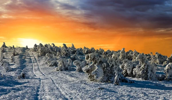 Zonsondergang in een winter forest — Stockfoto
