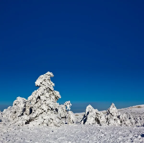 Bright winter day — Stock Photo, Image