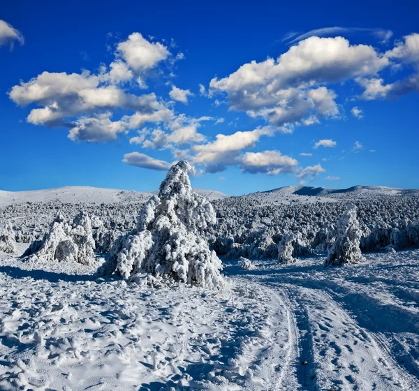 Estrada de neve em uma floresta de inverno — Fotografia de Stock