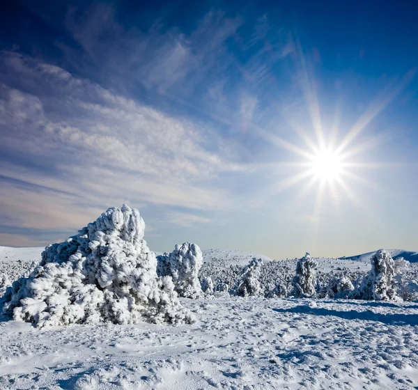 Güneşli kış günü — Stok fotoğraf