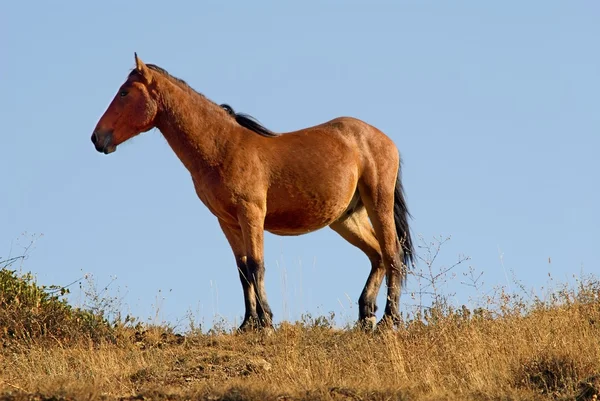 Anmutiges Pferd auf einem Hintergrundhimmel — Stockfoto