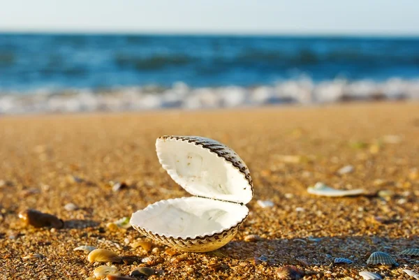 stock image Marine shell on a sea coast