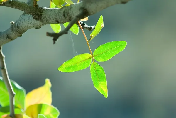 근접 촬영 한 blanch에 잎 — 스톡 사진