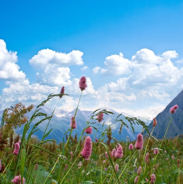 山の牧草地の花 — ストック写真