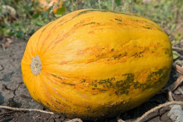 Ripen pumpkin — Stock Photo, Image