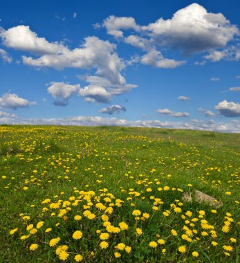 dandelions alanıyla bahar