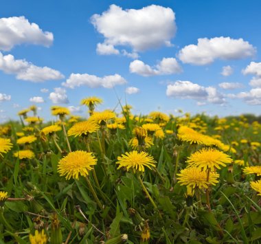 portre sarı dandelions