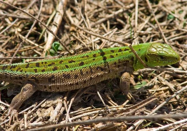 在一种草的绿色蜥蜴 — 图库照片