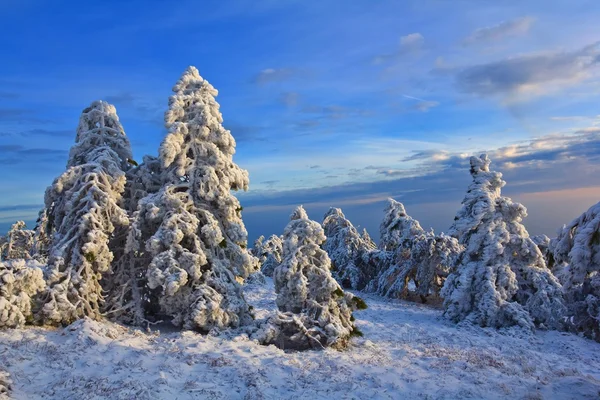 Inverno foresta innevata — Foto Stock