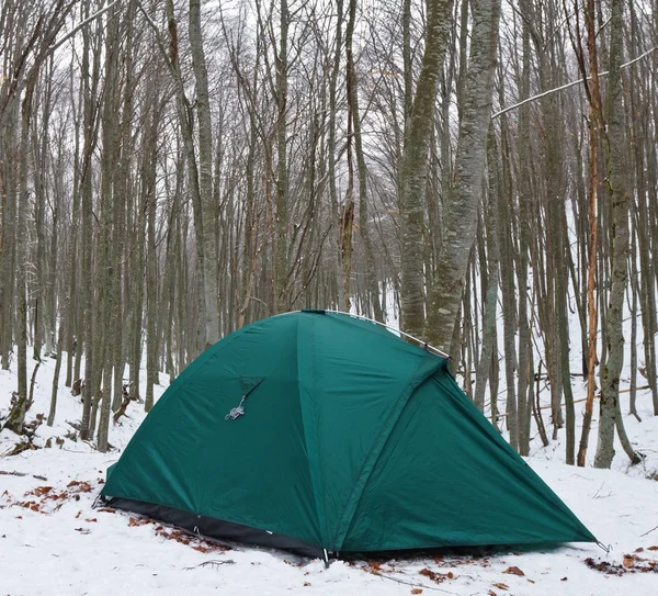 Зеленая туристическая палатка в лесу — стоковое фото