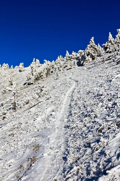 Дорога в зимнем горном лесу — стоковое фото