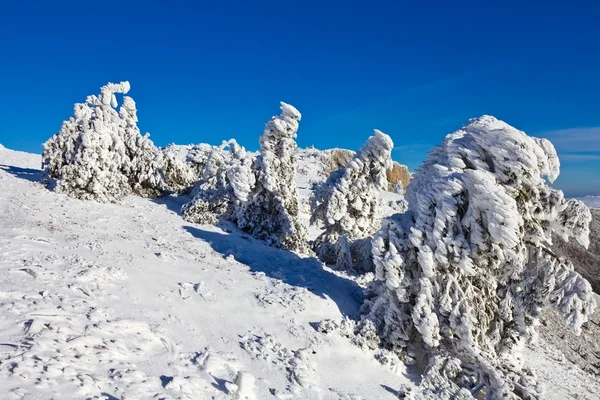 Winter-Bergwald — Stockfoto