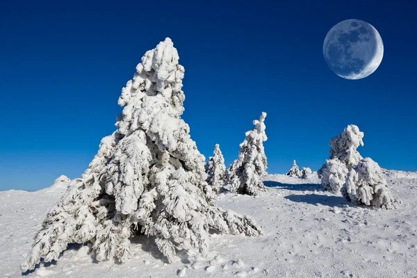 Huge moon above a winter pine tree forest — Stock Photo, Image