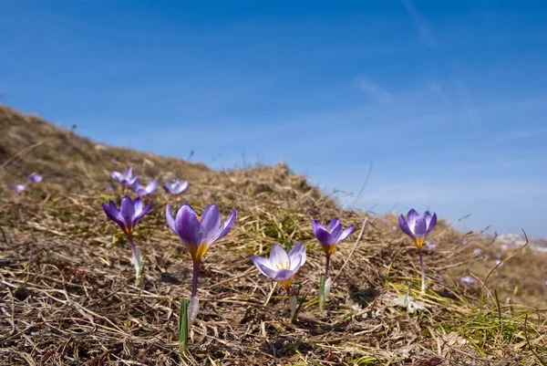 Schöne violette Blüten an einem Berghang — Stockfoto
