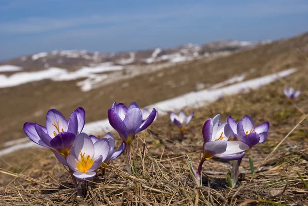Flori frumoase într-un deal de primăvară — Fotografie, imagine de stoc
