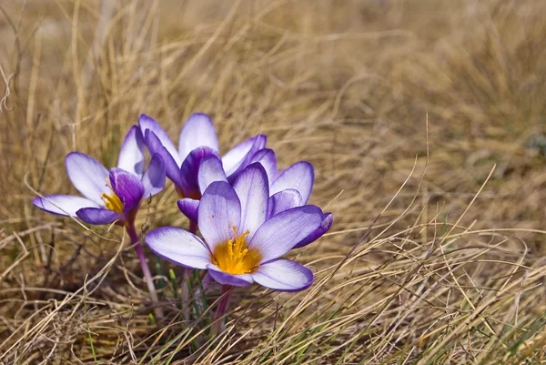 Closeup spring flowers in a dry grass — Stock Photo, Image