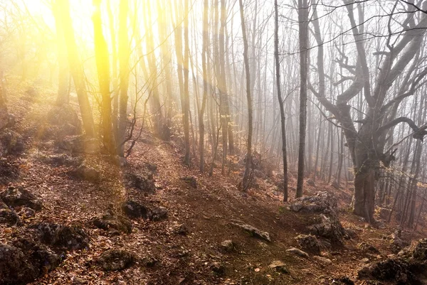 Güneş ışınlarının ormanda yaz — Stok fotoğraf