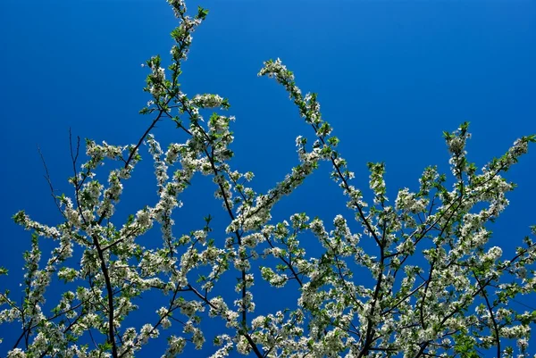 Apfelblüte auf blauem Himmel Hintergrund — Stockfoto