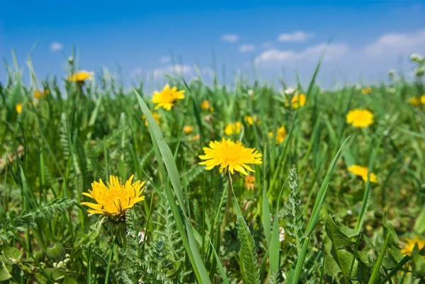 Beautiful closeup dandelions — Stock Photo, Image