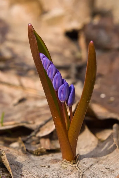 Stock image Early flowers