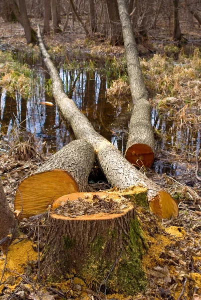 Tronchi di pino in una foresta di primavera — Foto Stock