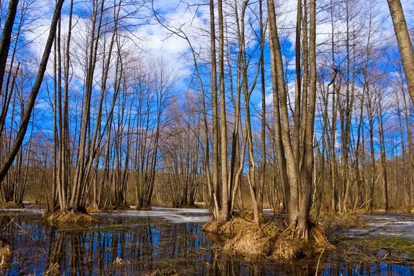 Bosque de primavera inundado — Foto de Stock