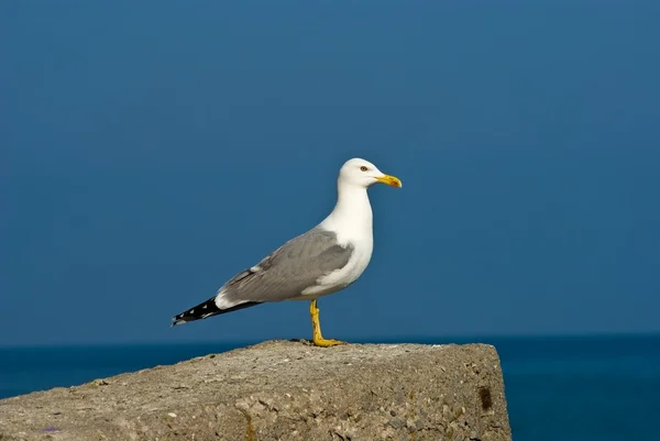 Mås på en blå himmel bakgrund — Stockfoto