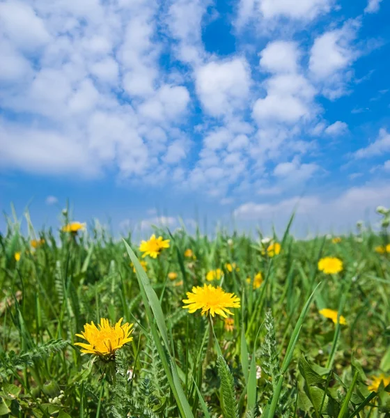 Beautiful spring dandelions — Stock Photo, Image