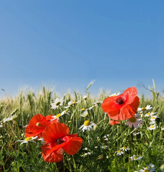 Steppe spring flowers — Stock Photo, Image