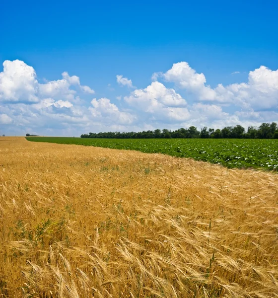 Campo de trigo de verano —  Fotos de Stock