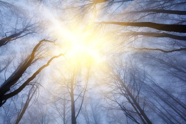 Sparkle sol empurrando através de uma floresta enevoada — Fotografia de Stock