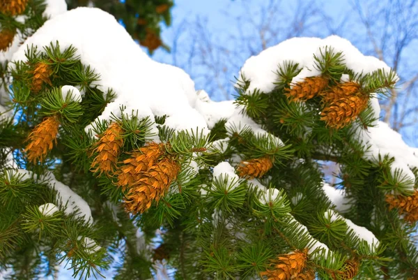 Fir cones on a branch in a snow — Stock Photo, Image