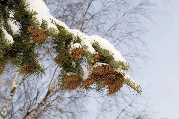 Spruce branch is concealed snow — Stock Photo, Image