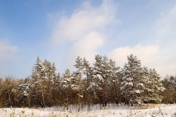 Bosque de pino de invierno —  Fotos de Stock