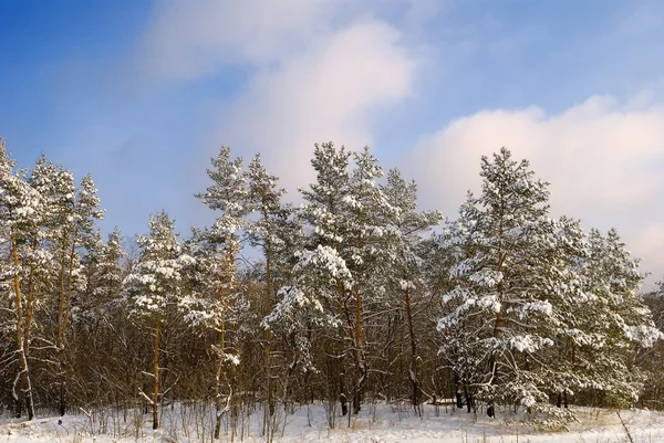 Zimowy Las sosny — Zdjęcie stockowe