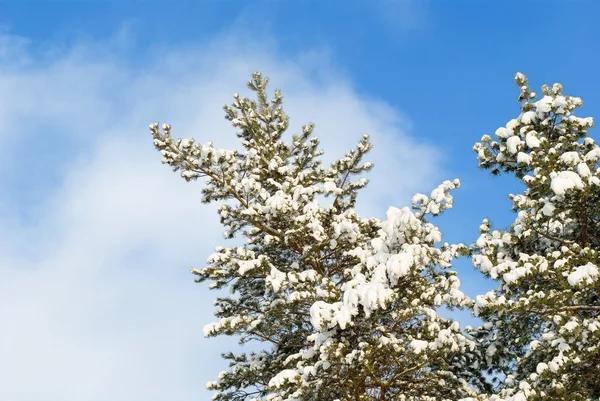 Wunderbare Kiefern im Winter — Stockfoto