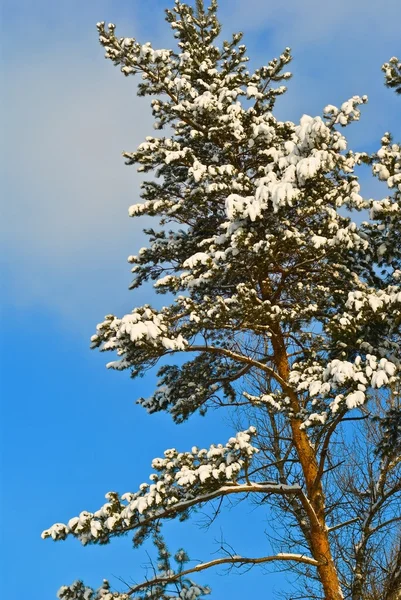 Lindo pinheiro de neve — Fotografia de Stock