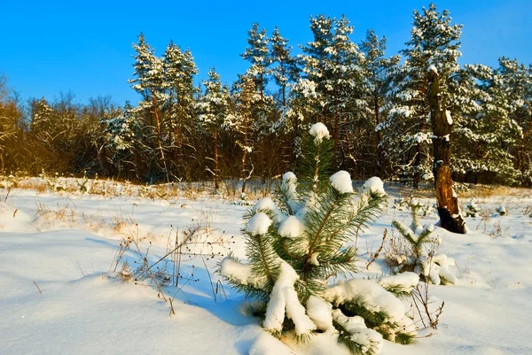Bos glade in een sneeuw — Stockfoto