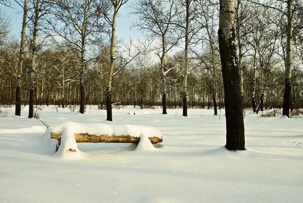 Bench in a winter forest — Stock Photo, Image