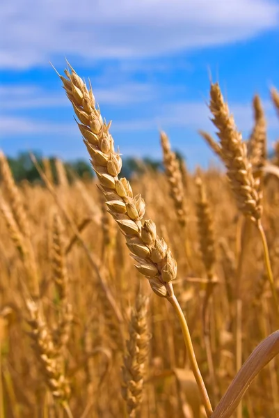 Lato pole pszenicy — Zdjęcie stockowe