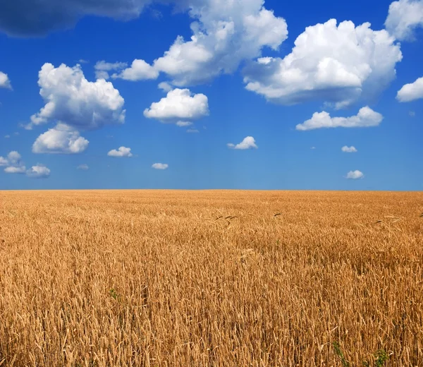 Пшеничное поле в жаркий летний день — стоковое фото