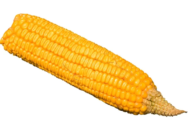 Cabeça de milho isolada sobre fundo branco — Fotografia de Stock