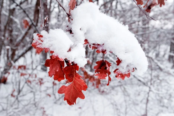 Rotes Laub im Winterwald — Stockfoto