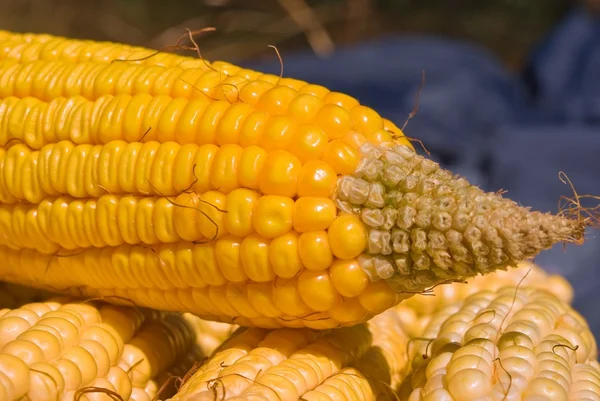 Hlava kukuřice — Stock fotografie
