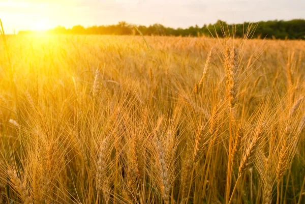 Campo di grano in un raggio di sole serale — Foto Stock