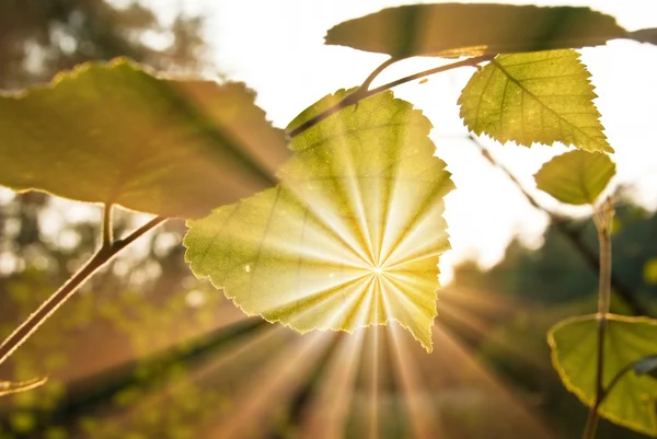 Sonnenstrahlen drängen durch ein Loch in einem Blatt — Stockfoto